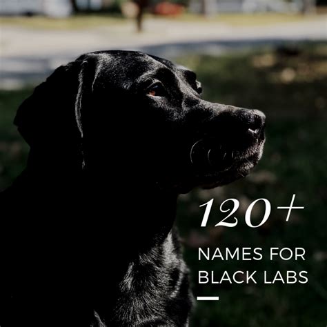 popular black lab names